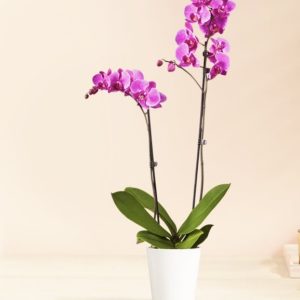 Opulent Orchids