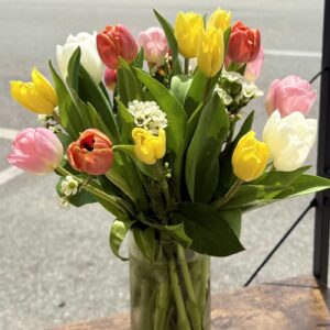 Tender Tulips