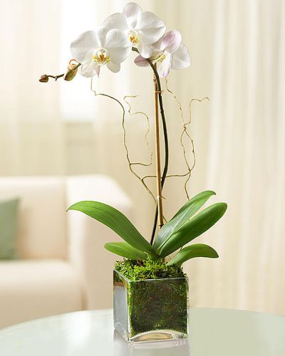 <p>Single stem phalaenopsis in square glass vase with moss</p>