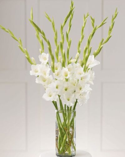 Ten pure white gladiolus are arranged in a clear glass cylinder. Pure serenity.