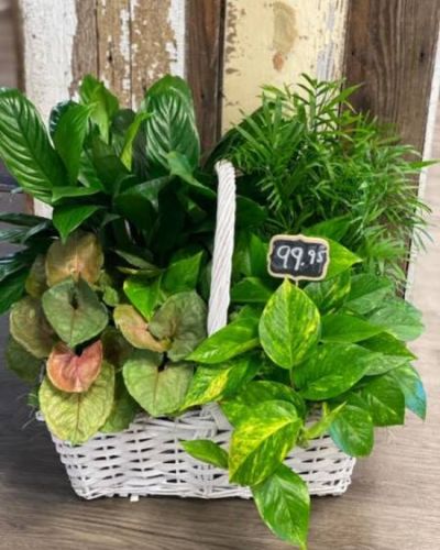 <p>This wondrous assortment of lush greenery will show just how much you care.</p>