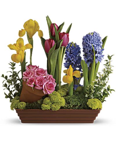 <div id="mark-3" class="m-pdp-tabs-marketing-description">Roses and tulips and hyacinth - oh, my! All your spring favorites are here, whimsically arranged in a shallow terra-cotta pot in pretty pastel spring colors. The fun potted flower arrangement is a wonderful way to welcome a new baby, cheer up someone you love or brighten your own entryway. Also, a great housewarming gift!</div>
&nbsp;
<div id="desc-3">
<ul>
 	<li>Pink roses, red tulips, yellow irises, purple hyacinth, white monte cassino asters and green button mums are arranged with oregonia and Spanish moss in a shallow terra-cotta planter.</li>
</ul>
</div>
<ul class="marketing_desc">
 	<li>Orientation: All-Around</li>
</ul>