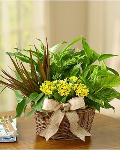 <p>Give a gift of lasting smiles by sending this eye-pleasing European-inspired dish garden, a combination of foliage and blooming plants that makes any special day more than memorable. Easy-care indoor garden looks stunning in any setting, arriving in a handsome planter.</p>