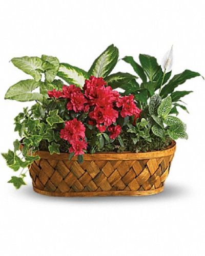 <div class="m-pdp-tabs-description">
<div id="mark-1" class="m-pdp-tabs-marketing-description">You don't need a green thumb to love plants galore! Plants, plants and more plants are delivered in a handsome woodchip basket.</div>
</div>
<p id="arrngDescp">Easier to care for than pronounce, a hot pink azalea and white hypoestes are joined by dieffenbachia, nephthytis, spathiphyllum and ivy. All are hand-arranged in a pretty wicker basket. It's an abundance of natural beauty.</p>